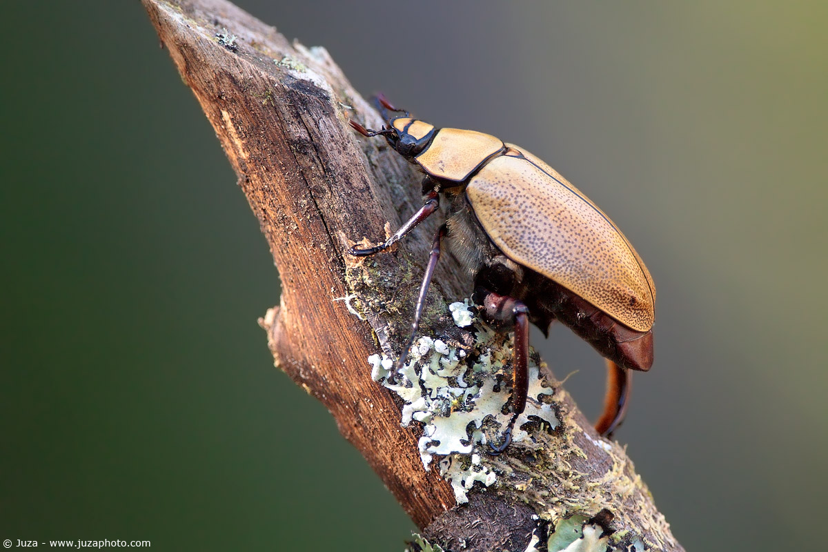 Heterosternus oberthuri, 010753