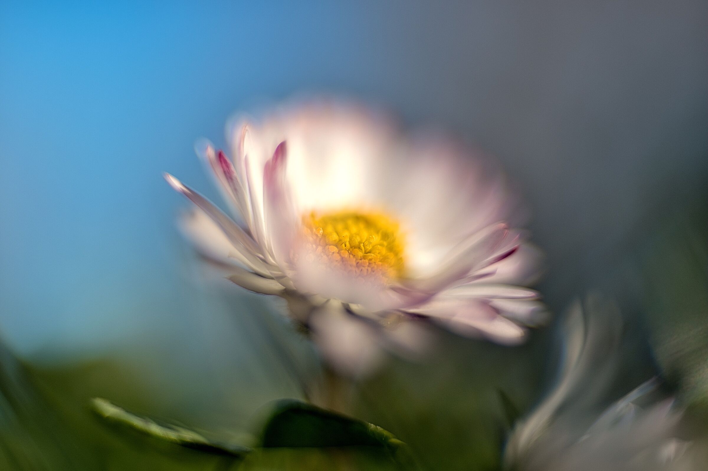 spring dream