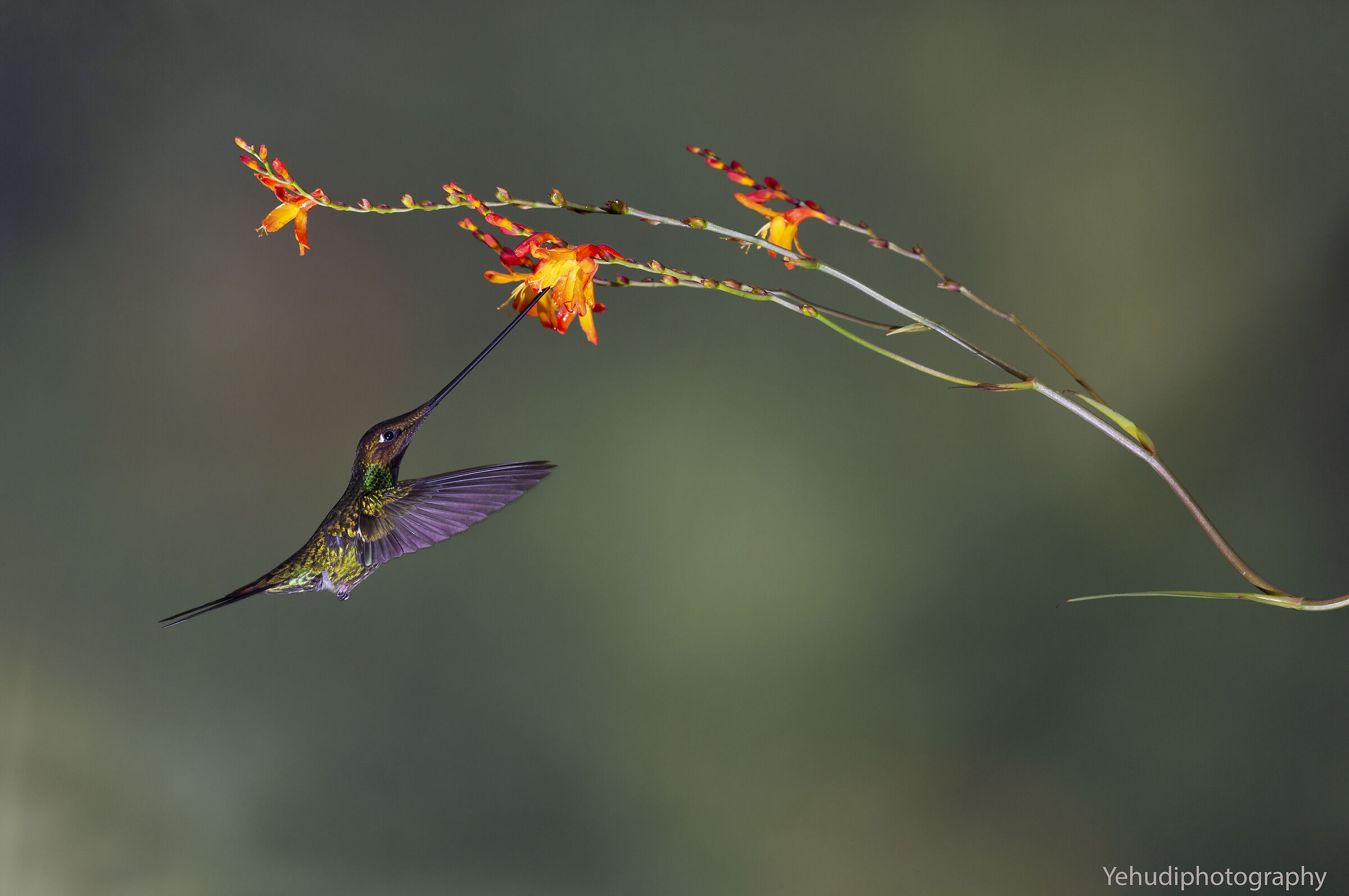 Sword bill hummingbird