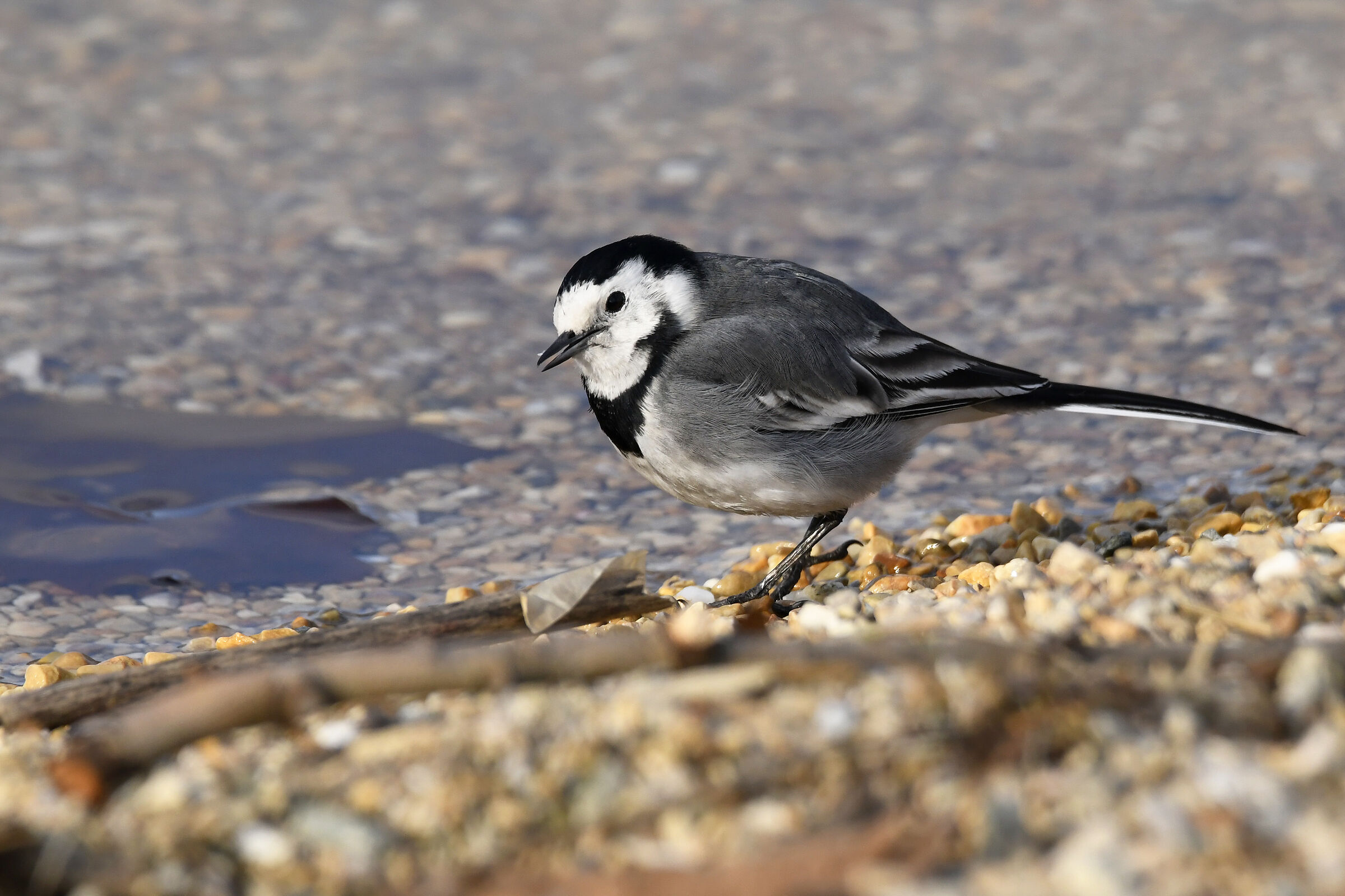 Ballerina bianca (White wagtail)