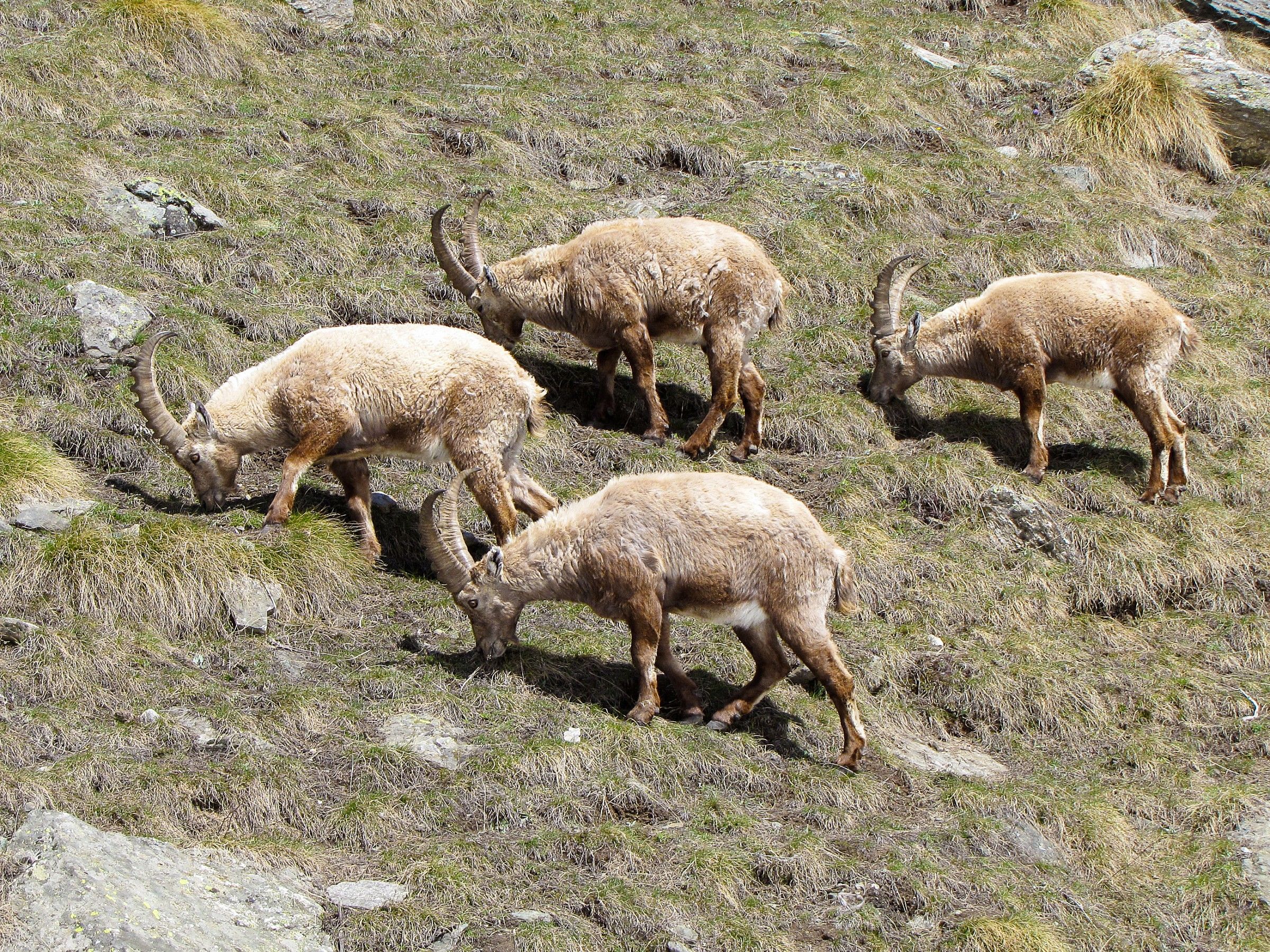 Ibex