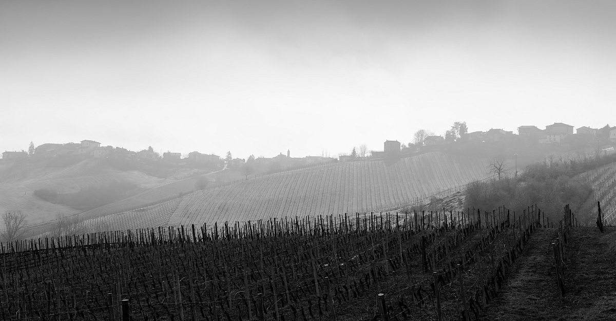 Contrasts Piacentini