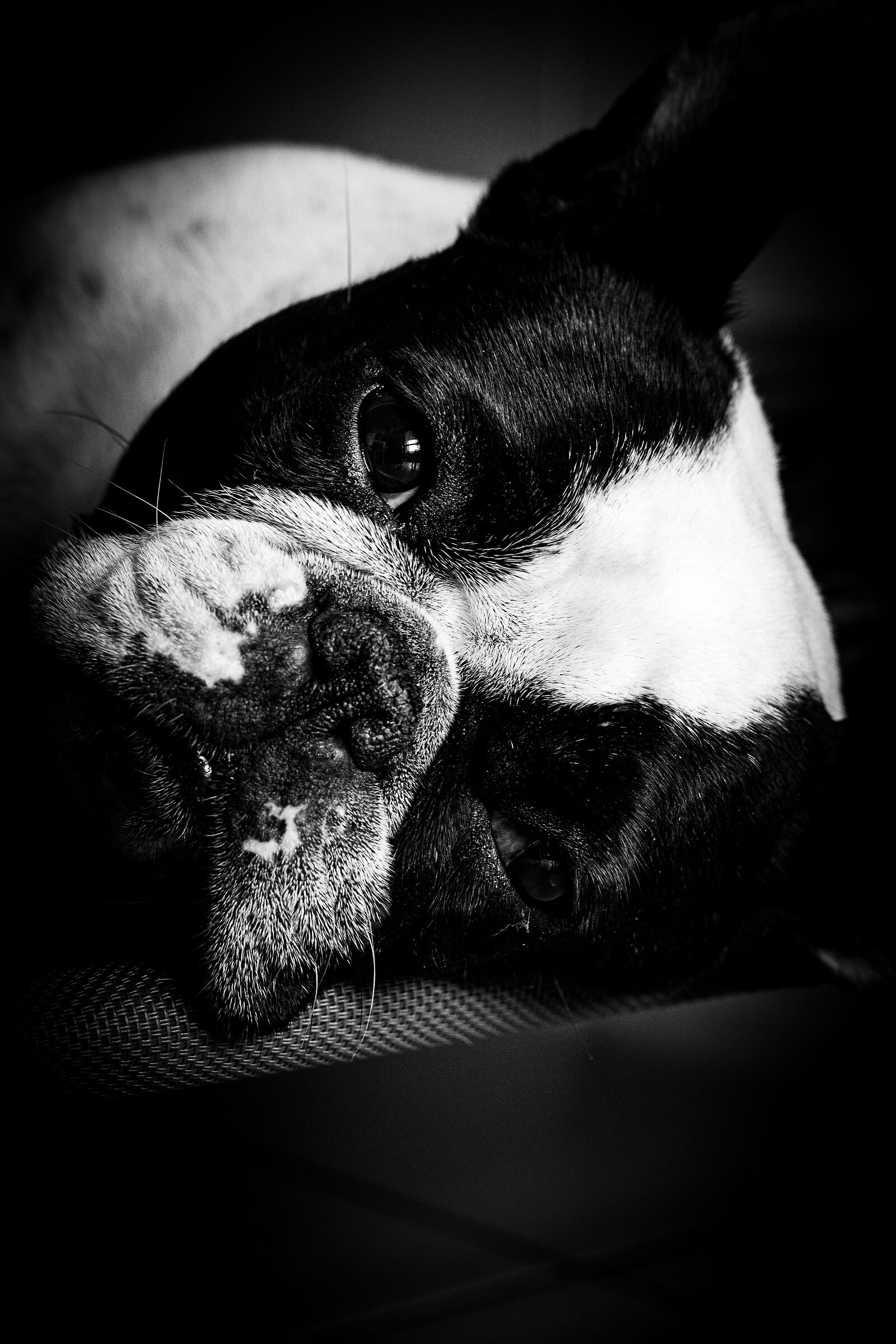 Dozing in black and white...