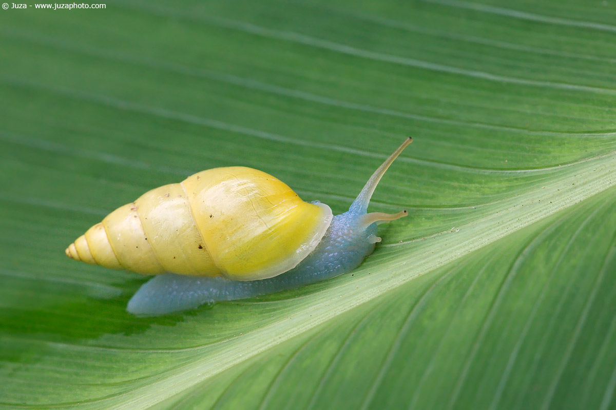 Drymaeus sulphureus, 008852