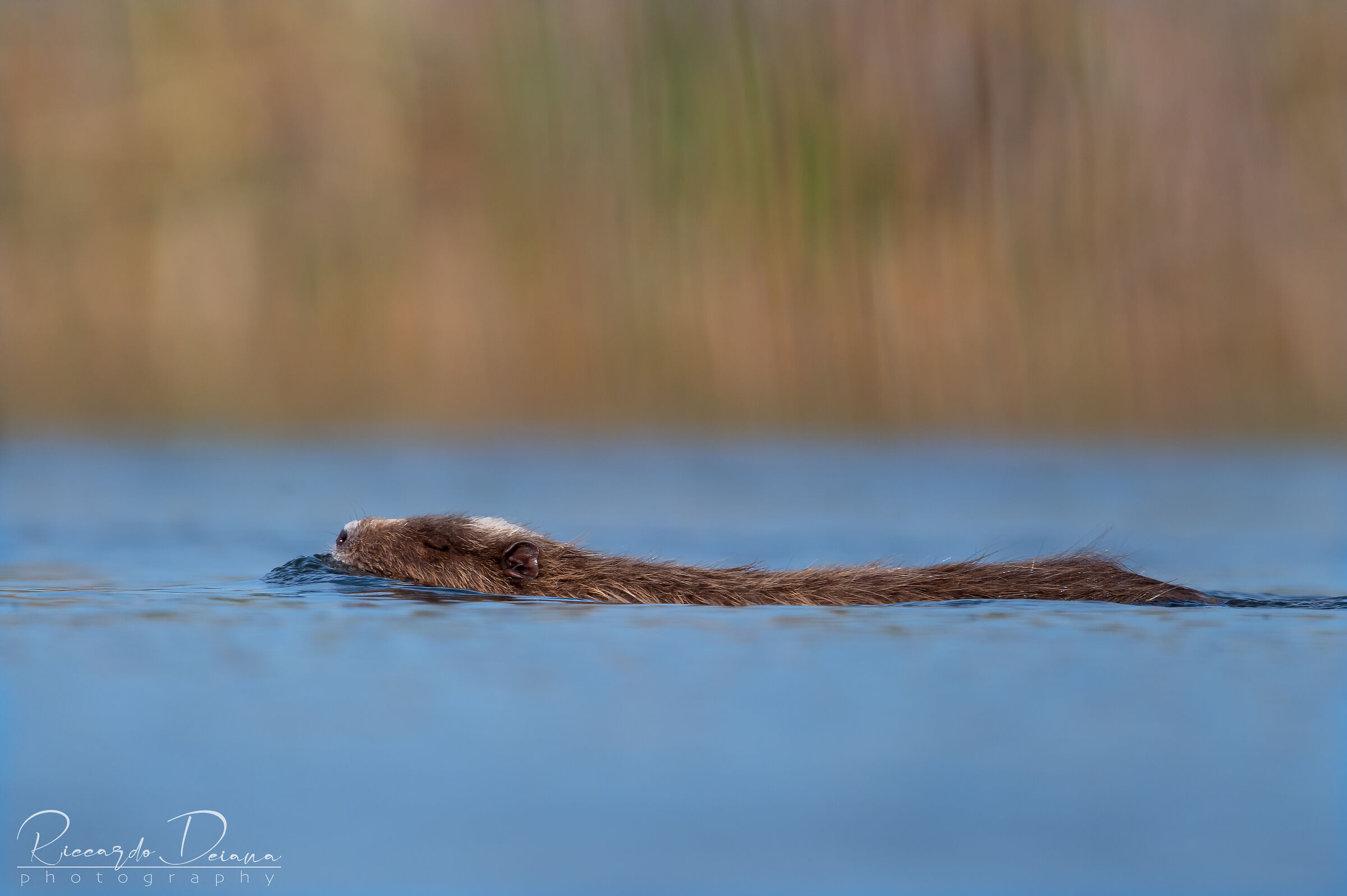 Nutria (Myocastor coypus)