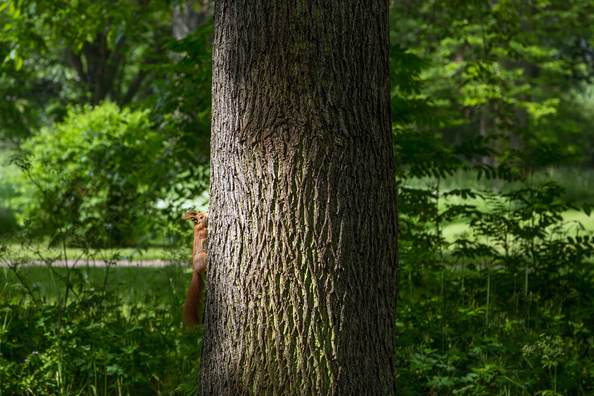 A Squirrel