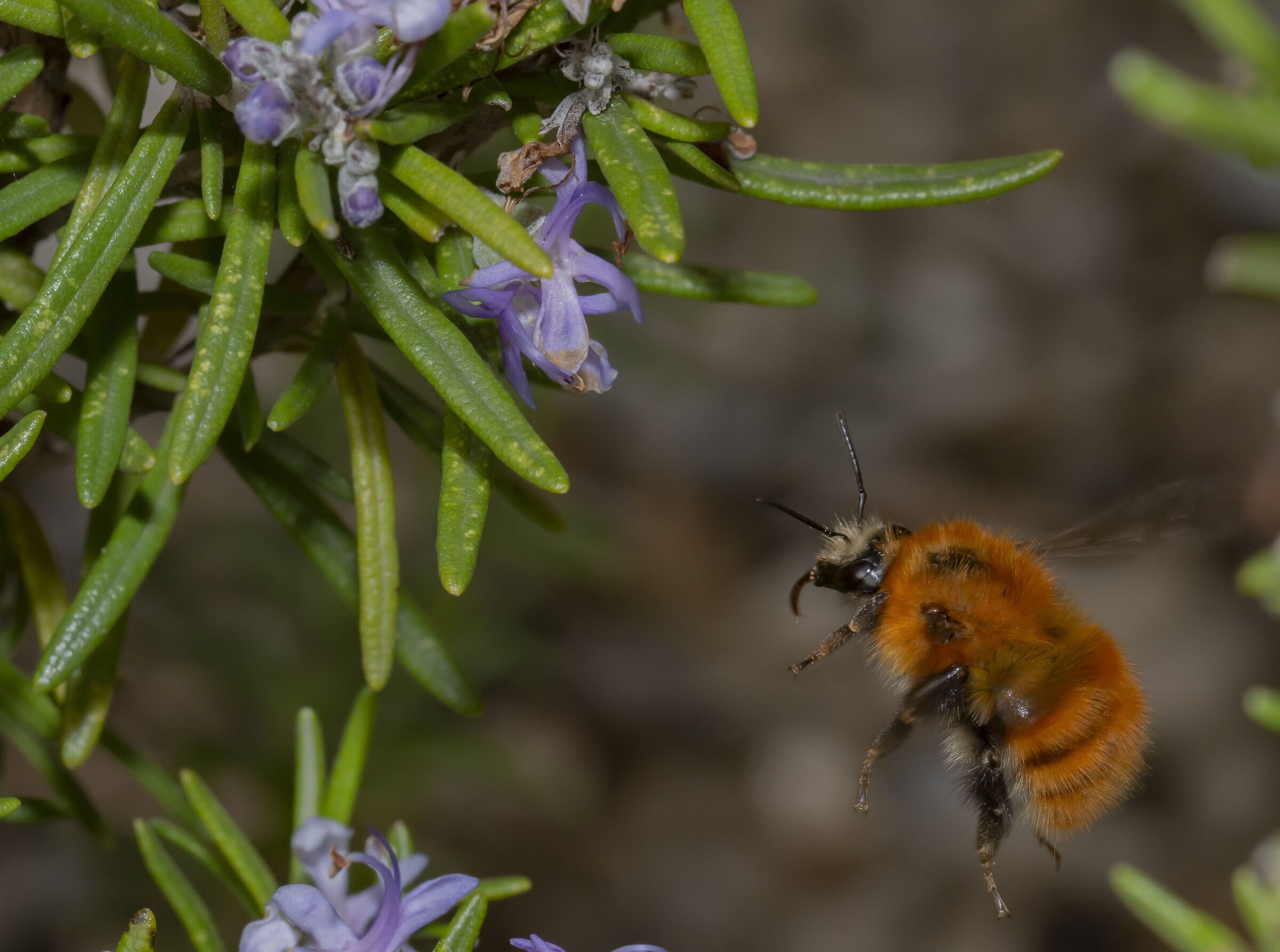 Bombus pascuorum