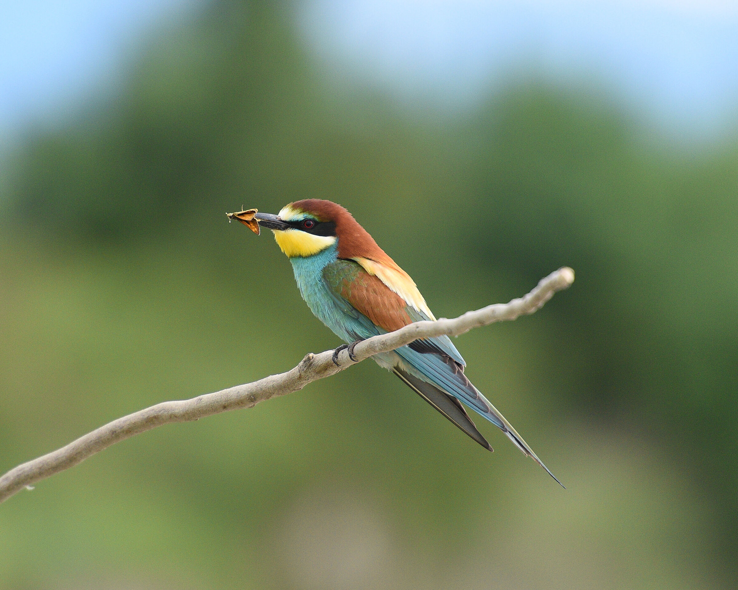 Gruccioni - Wikipedia