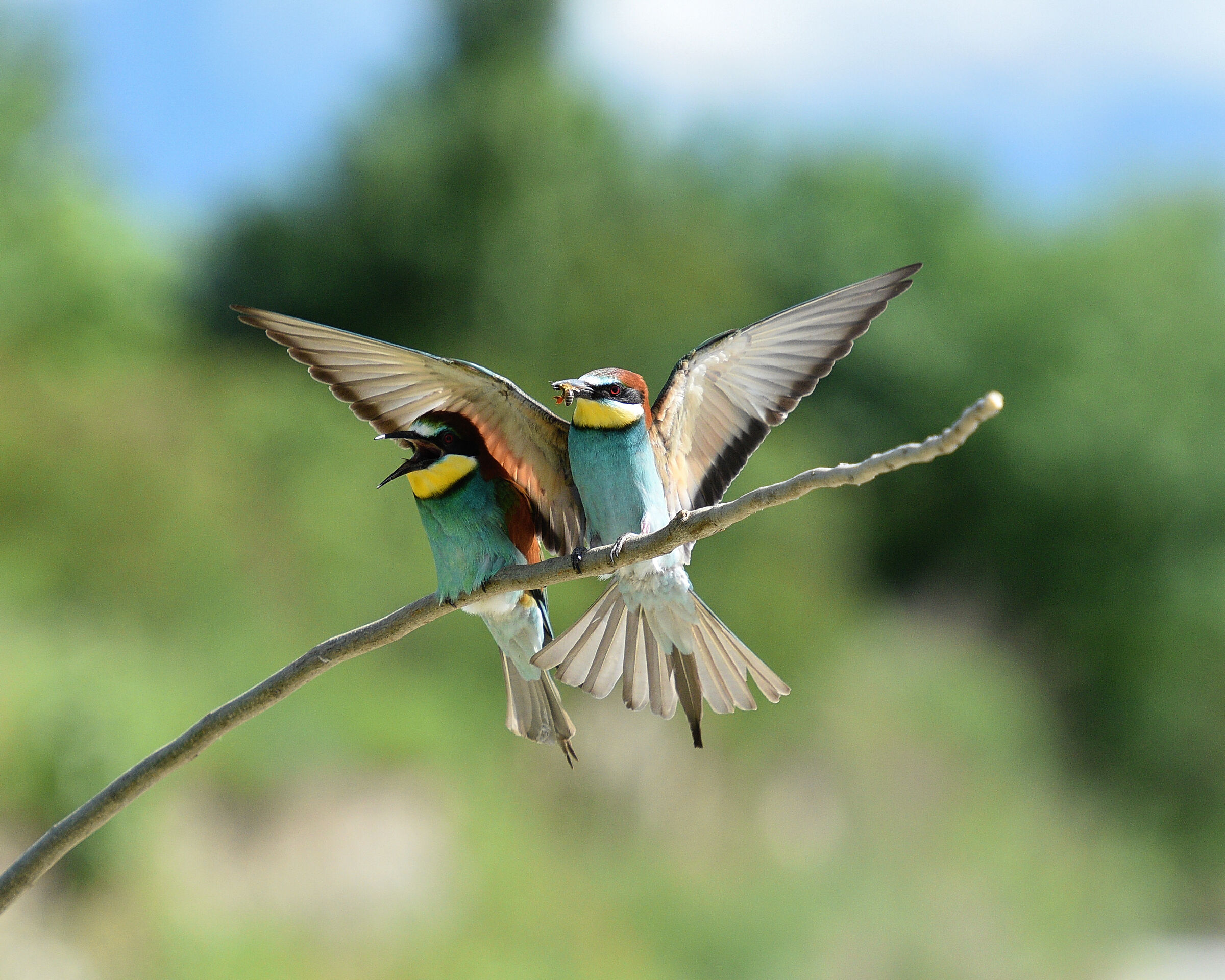 Gruccioni - Wikipedia