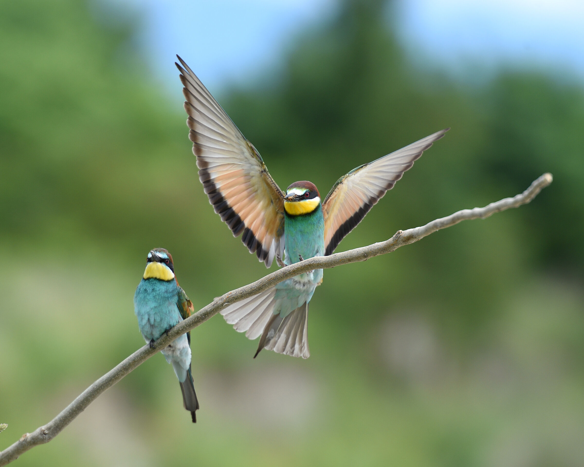 Gruccioni - Wikipedia