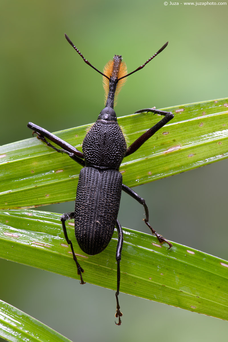 Rhina barbirostris, 008781