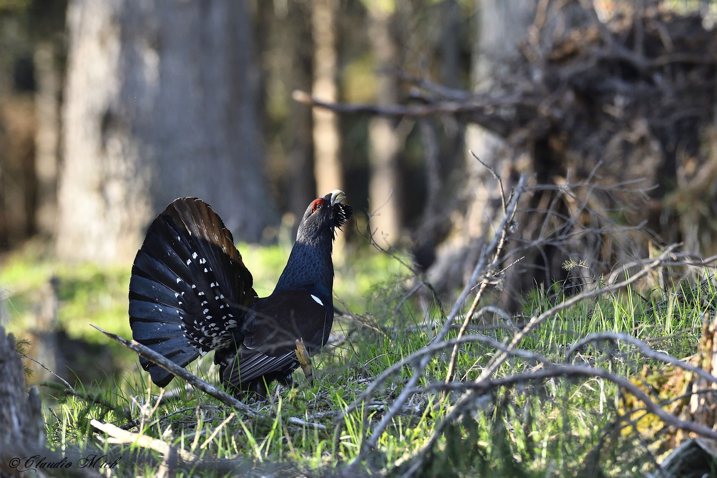 The Guardian of the Forest