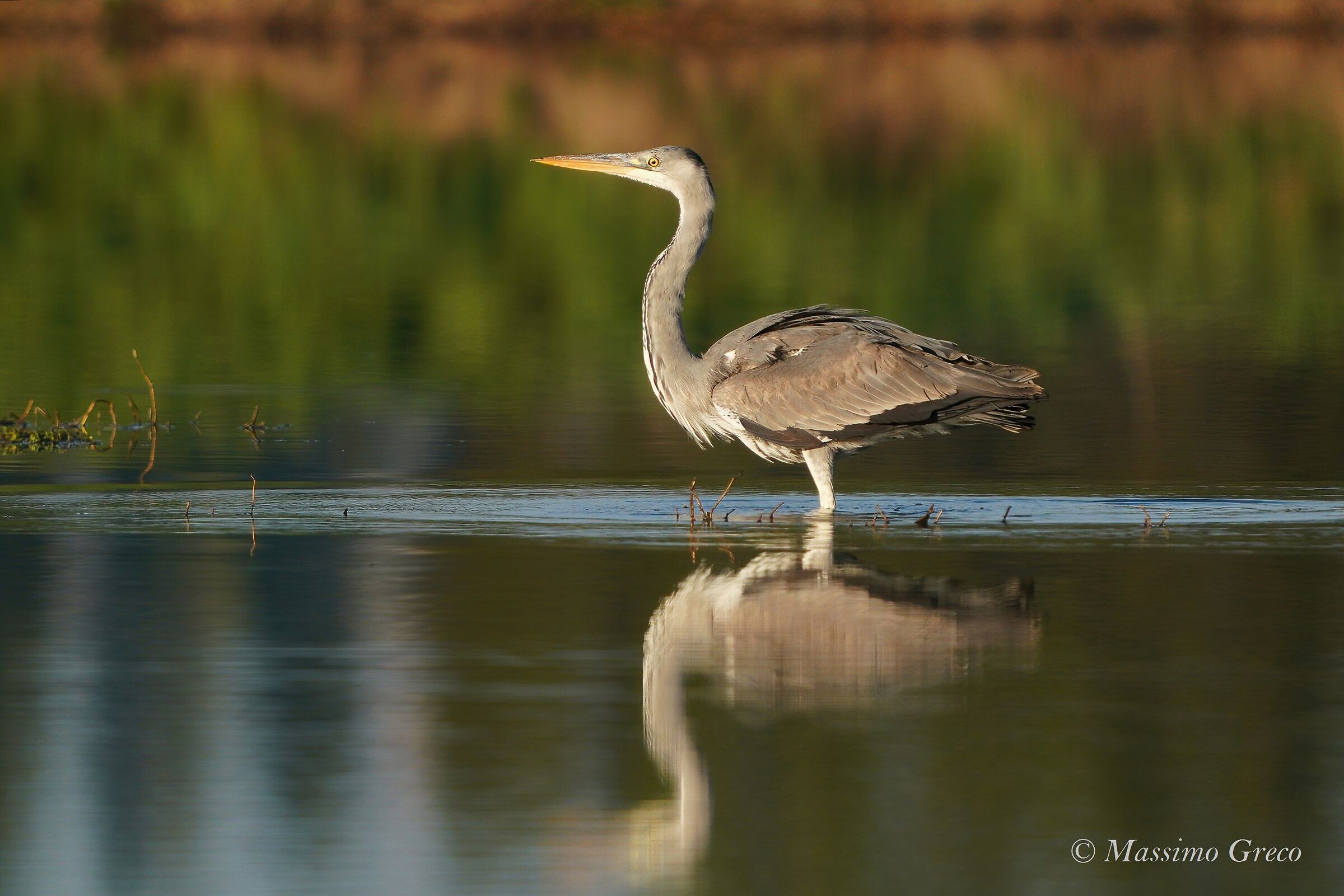 grey heron