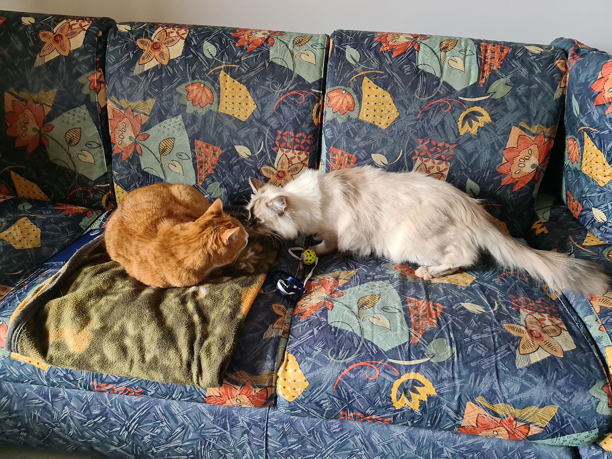 Chicco e Neve quasi amici