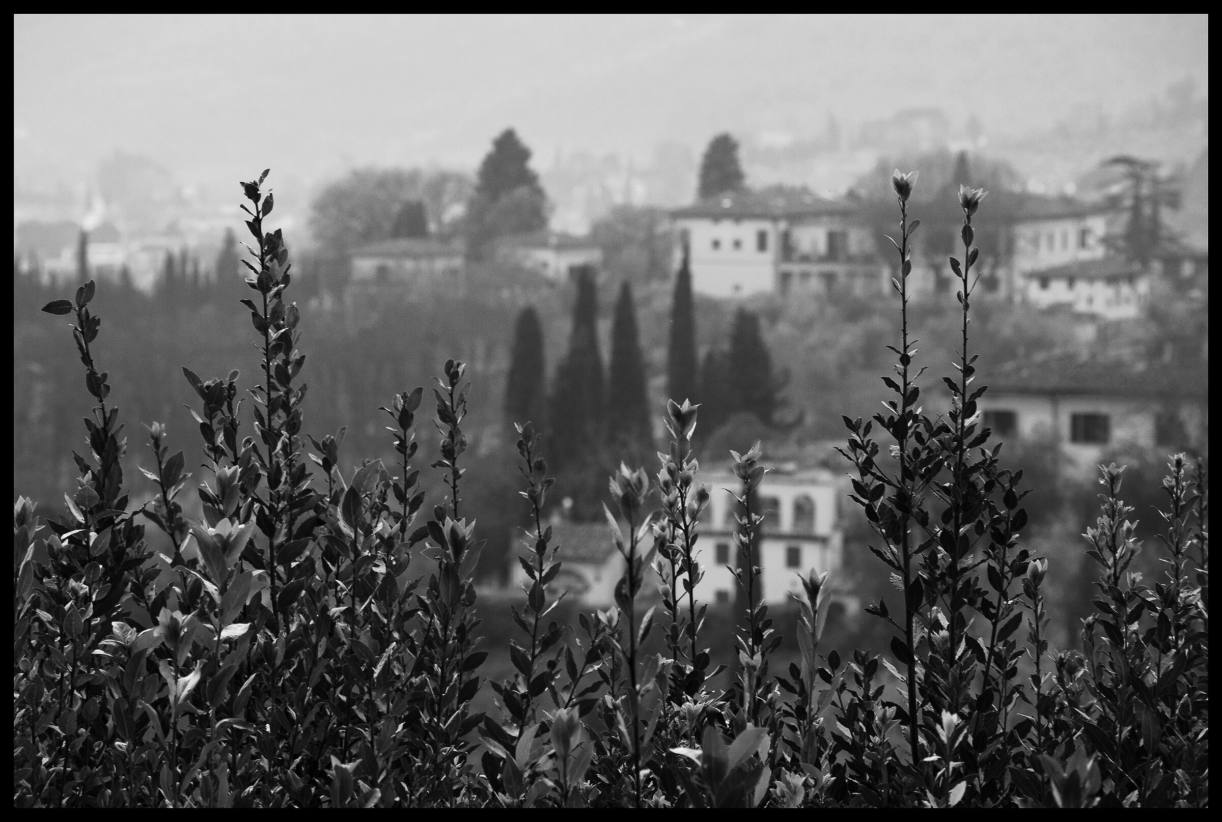 Colline fiorentine BW