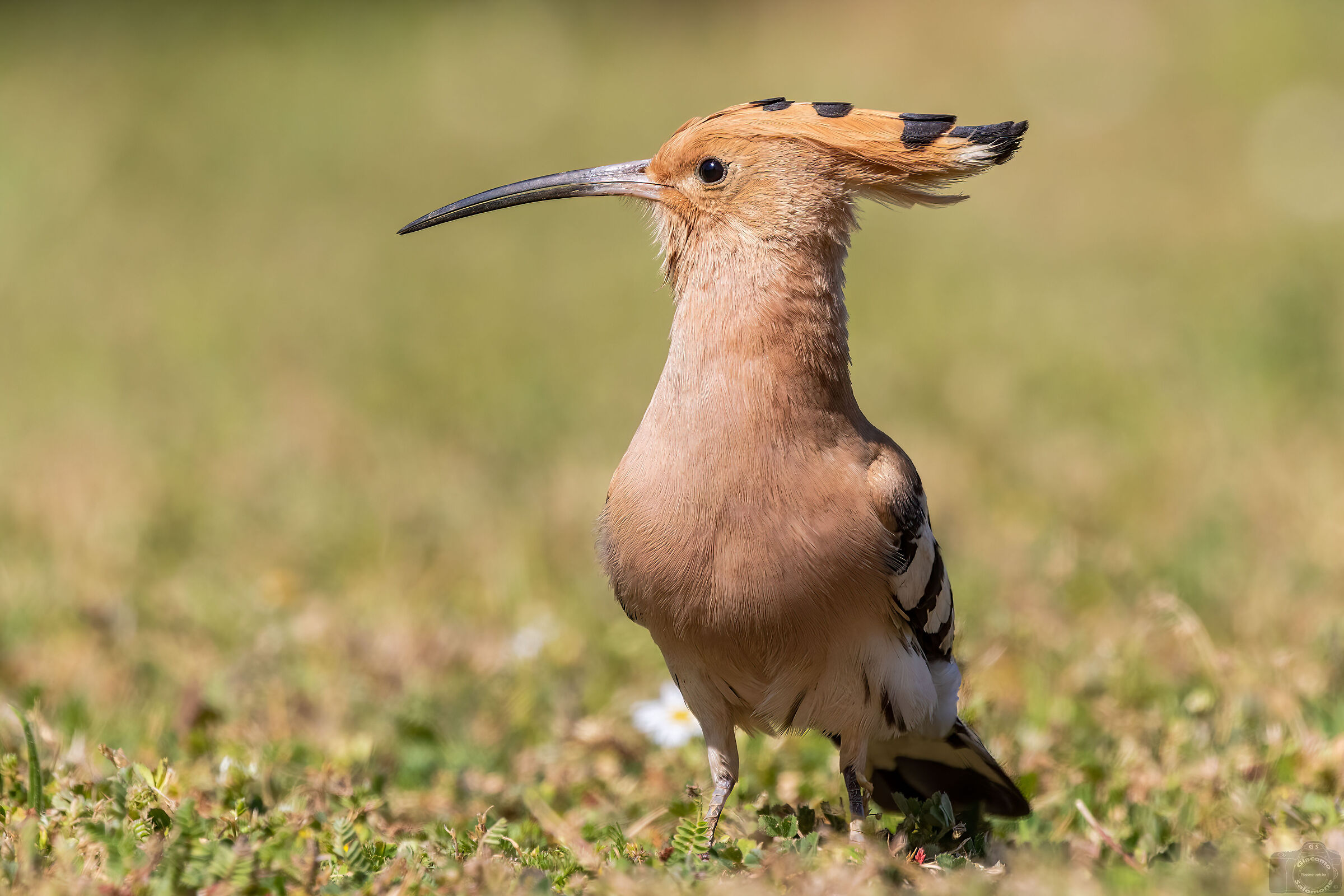 hoopoe.