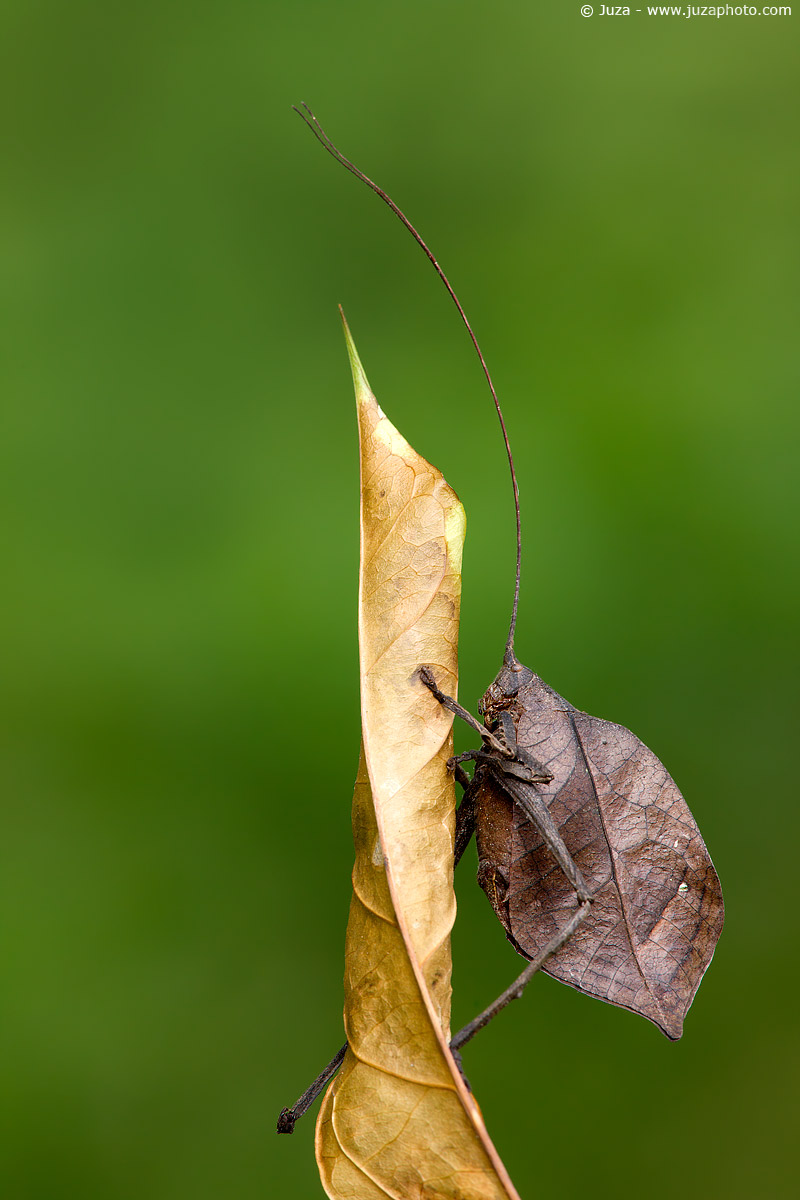 Typophyllum erosum, 008954