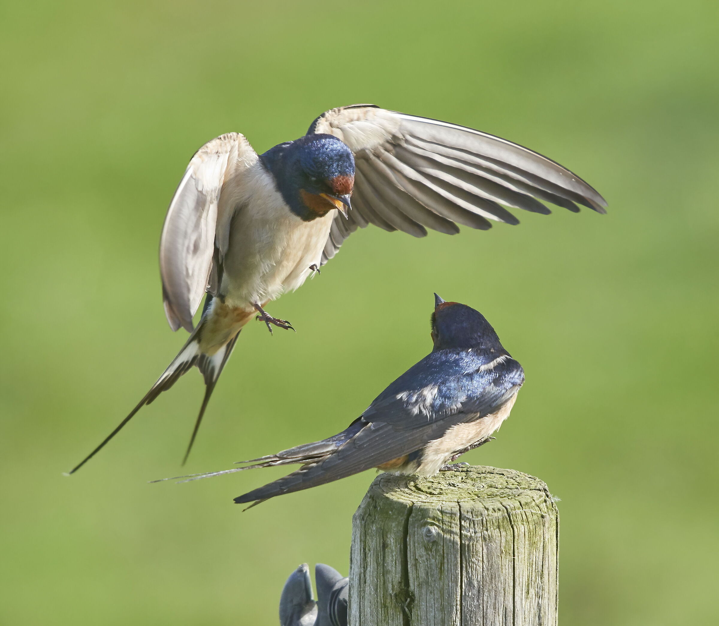 Barn Swallows