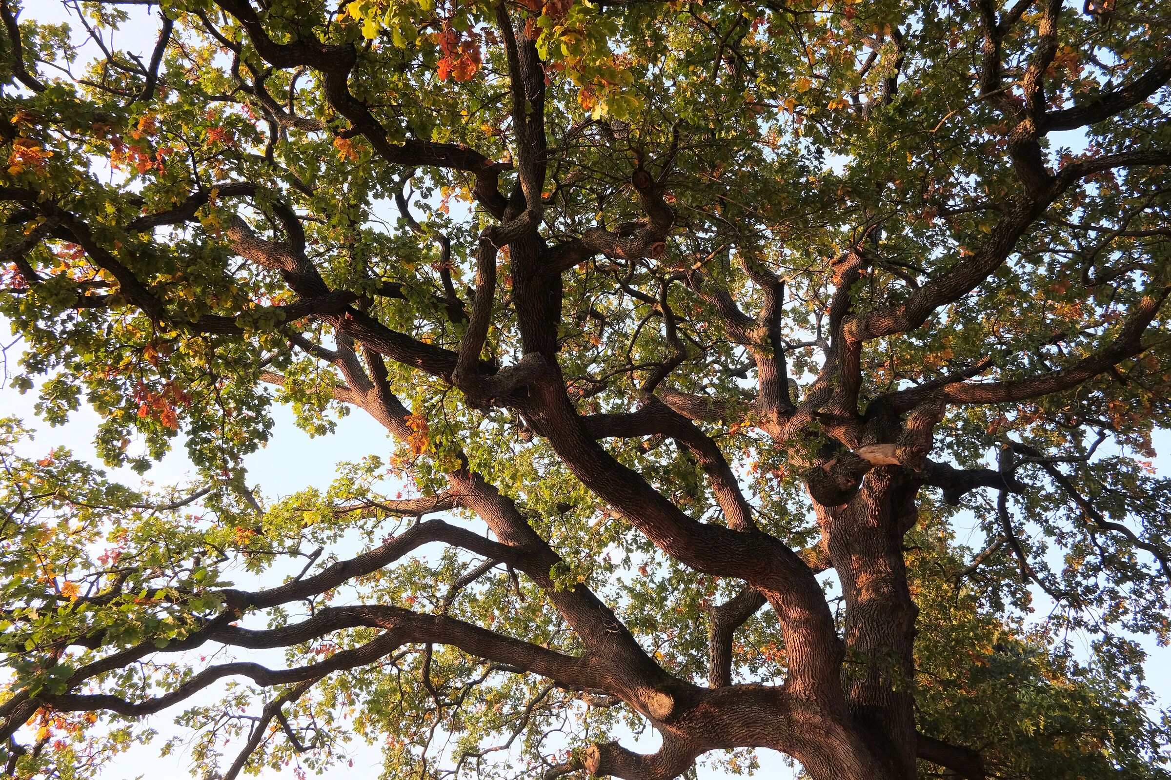 Friendly Tree