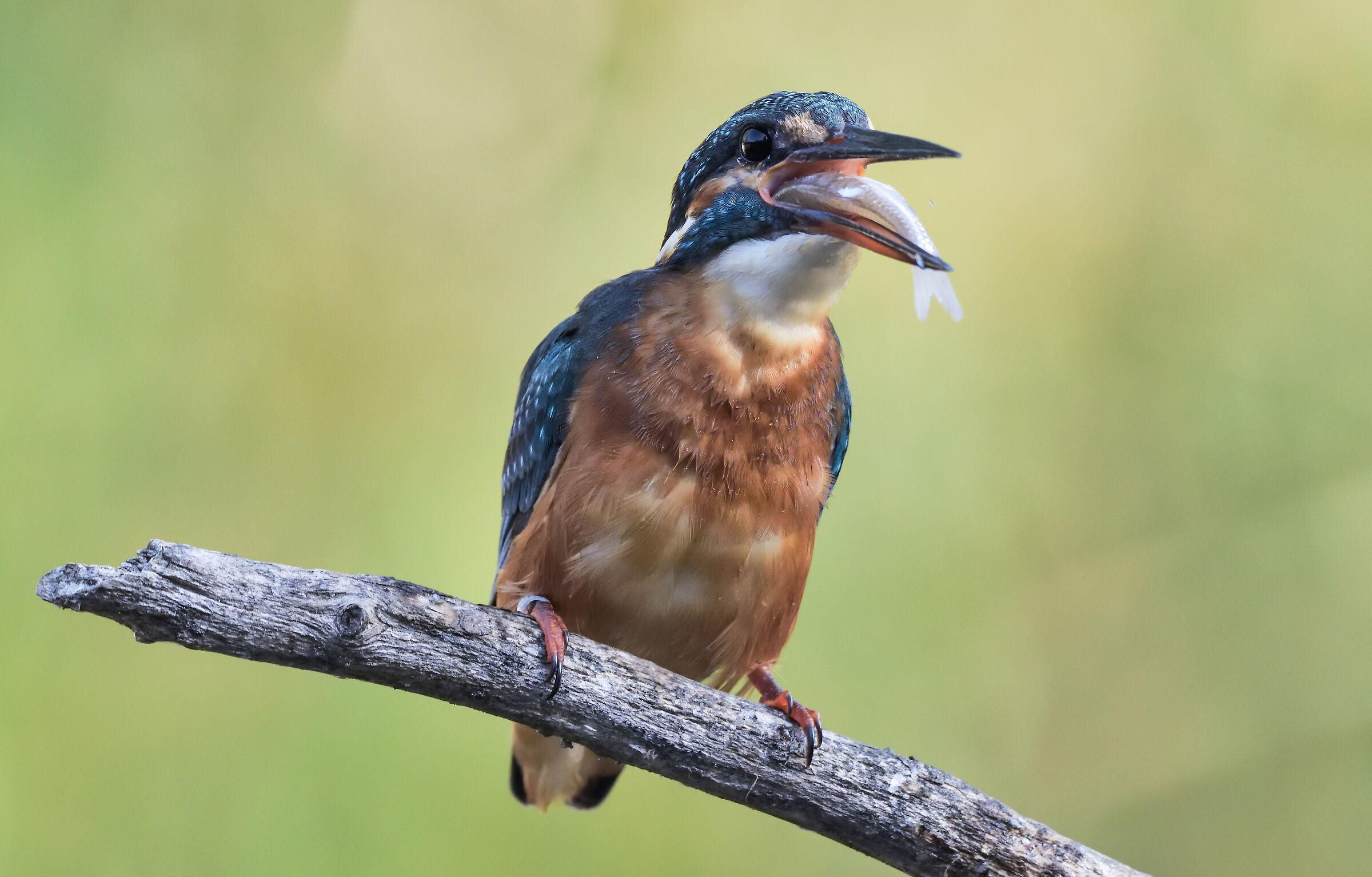 il pasto della martina - sequenza 1