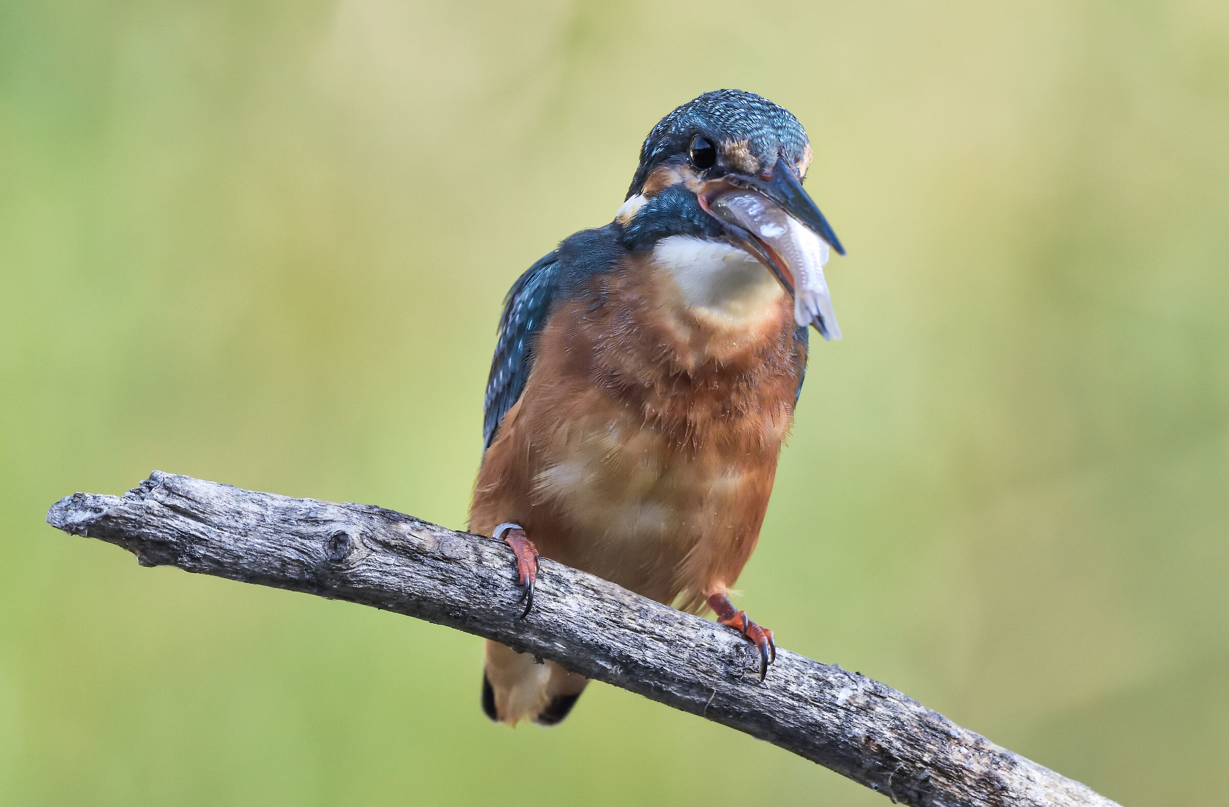 il pasto della martina - sequenza 2