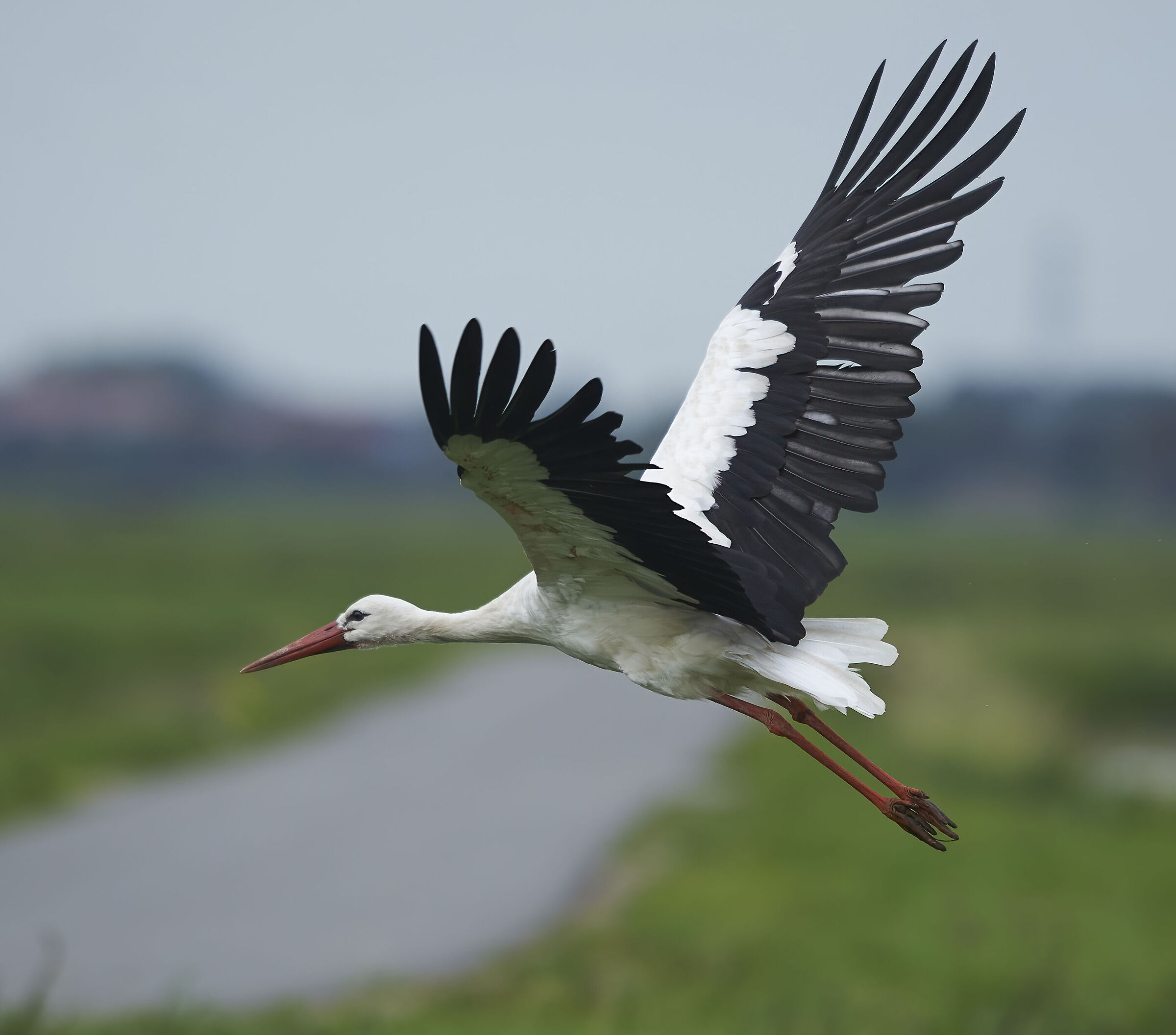 Stork crossing close by