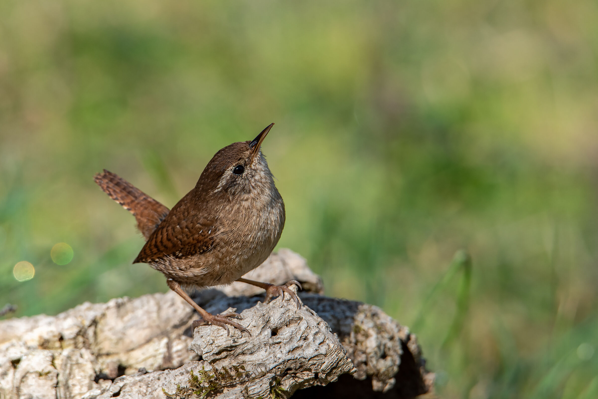 wren