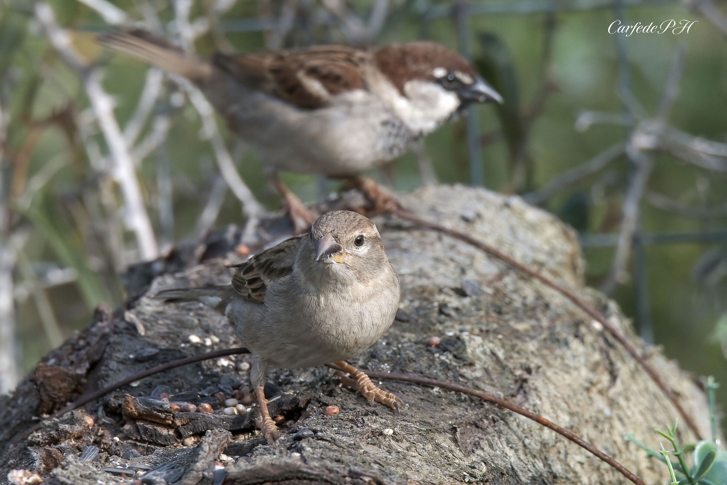 sparrows