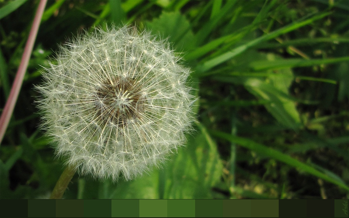 Un soffione lungo l'argine