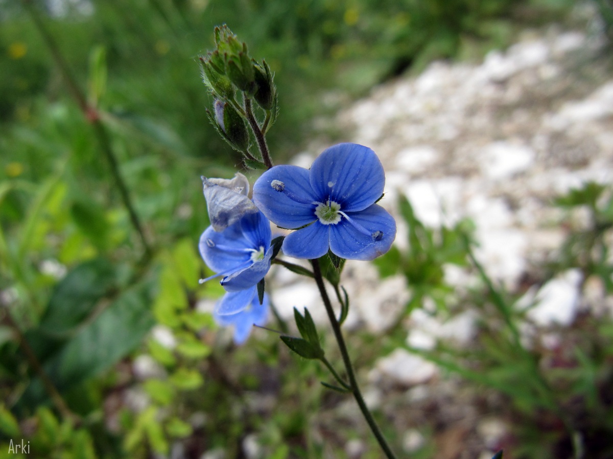 Fiorellini di montagna