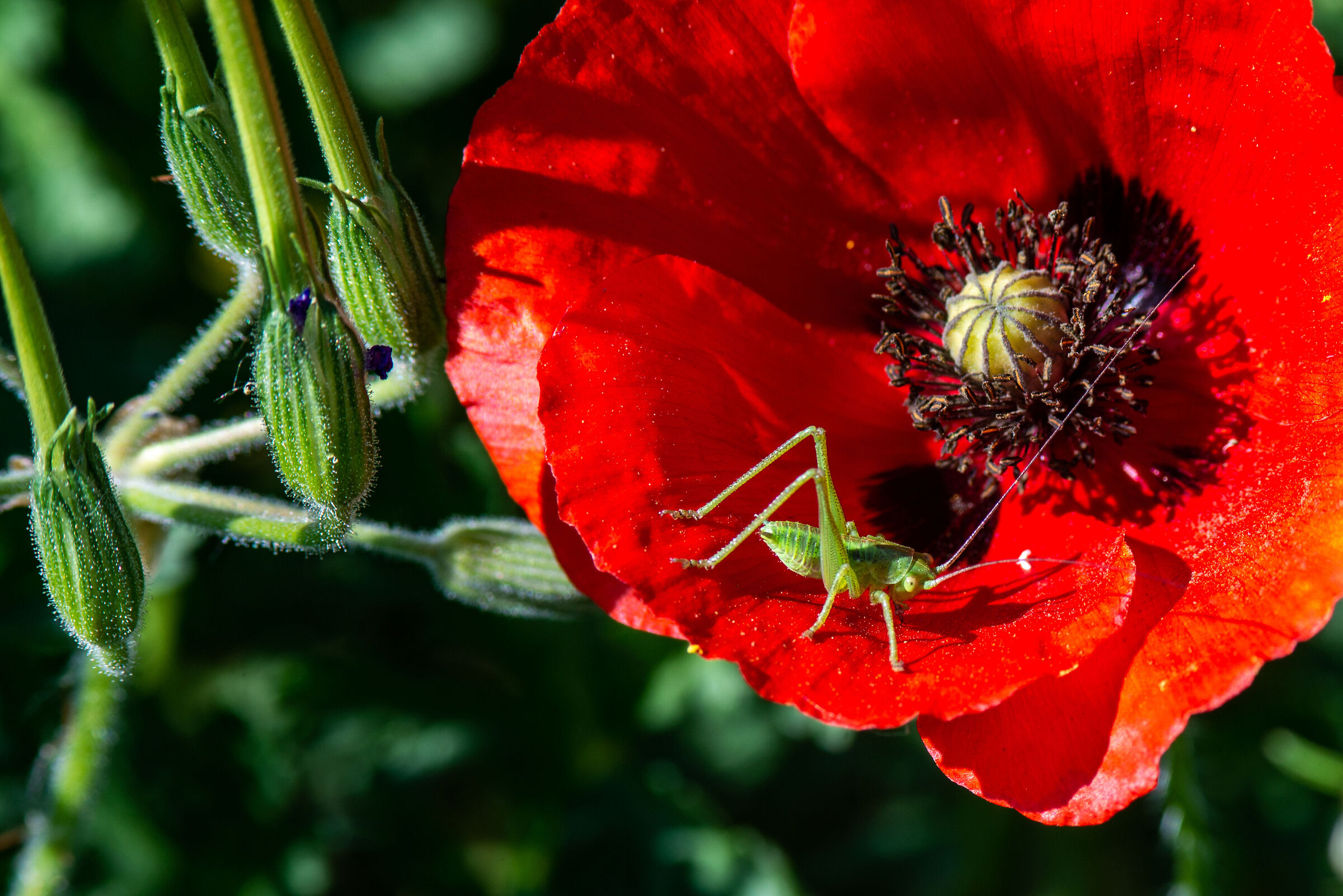 cricket on poppy