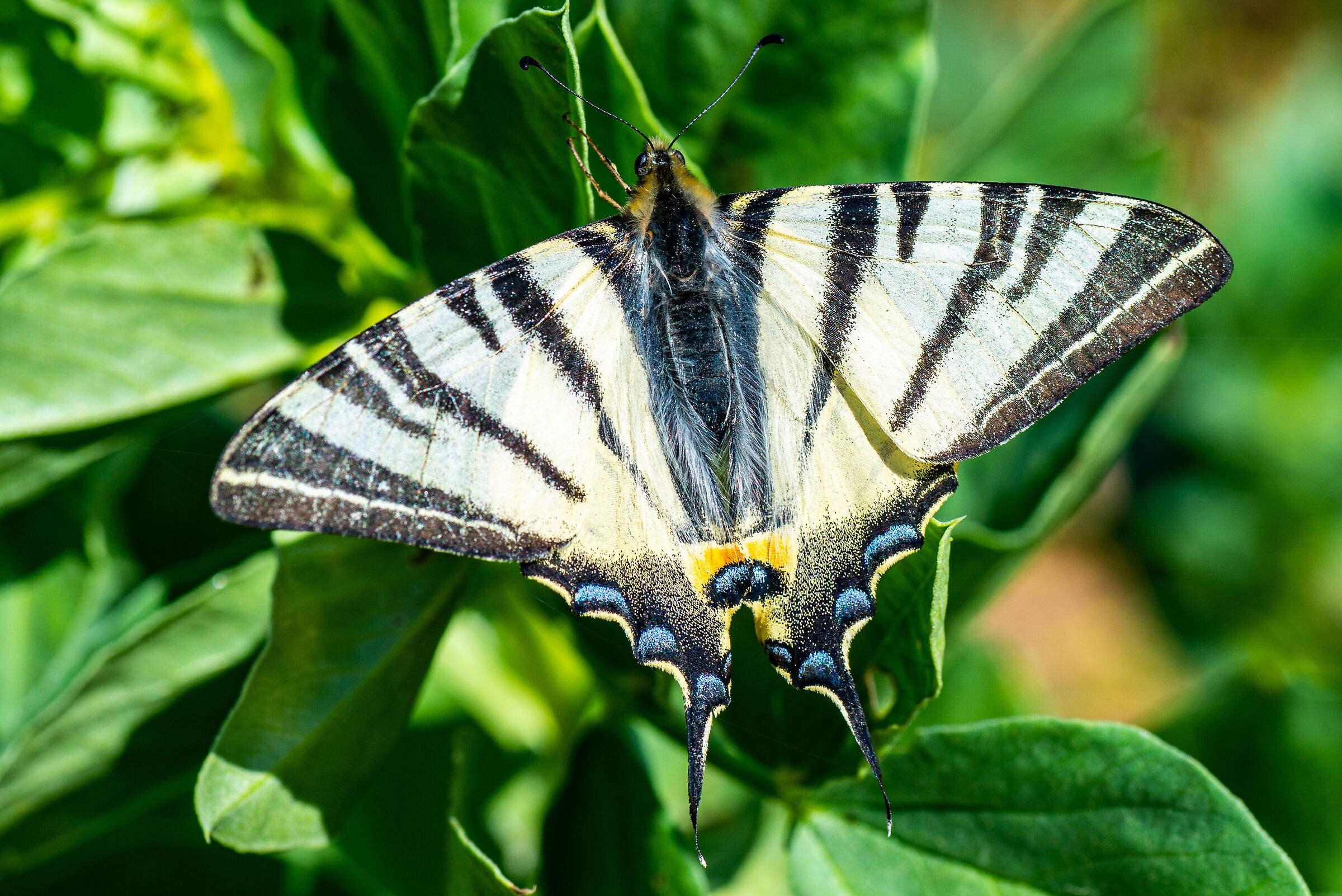 swallowtail