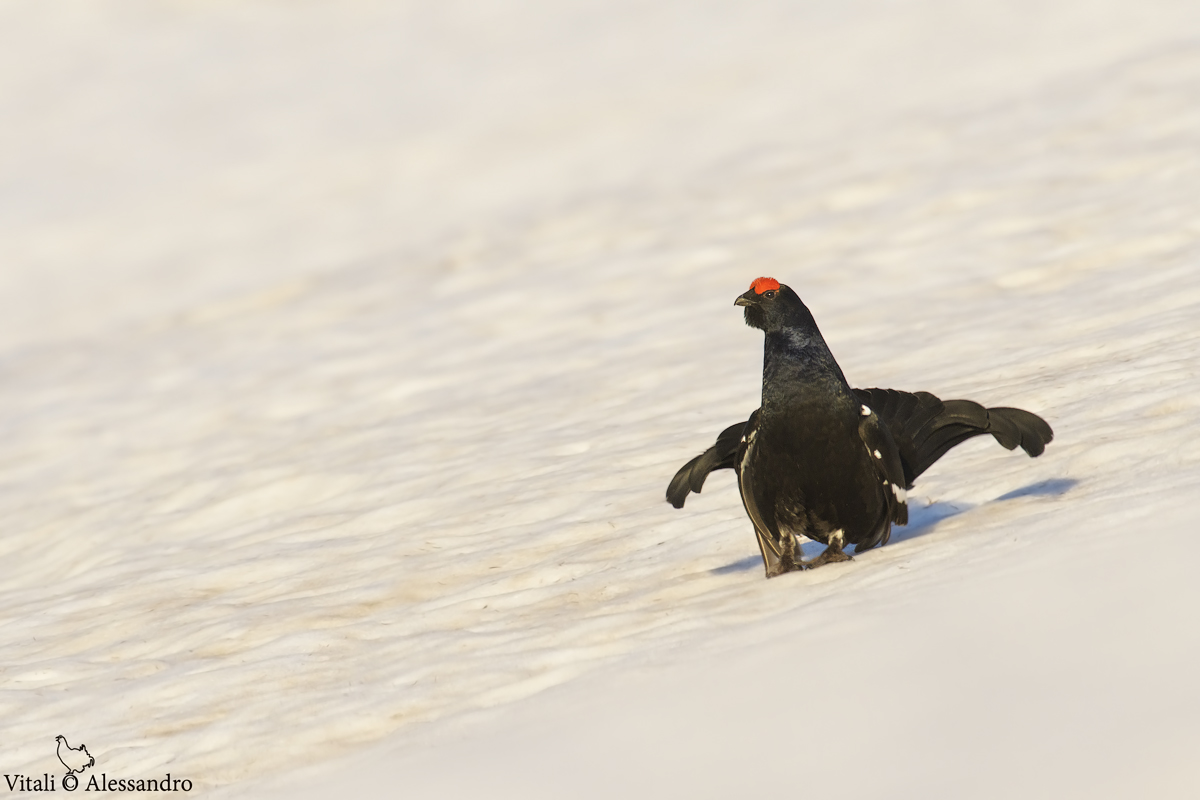 black grouse