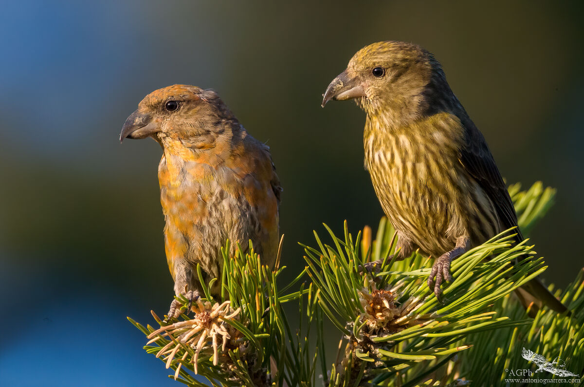Crocieri al tramonto