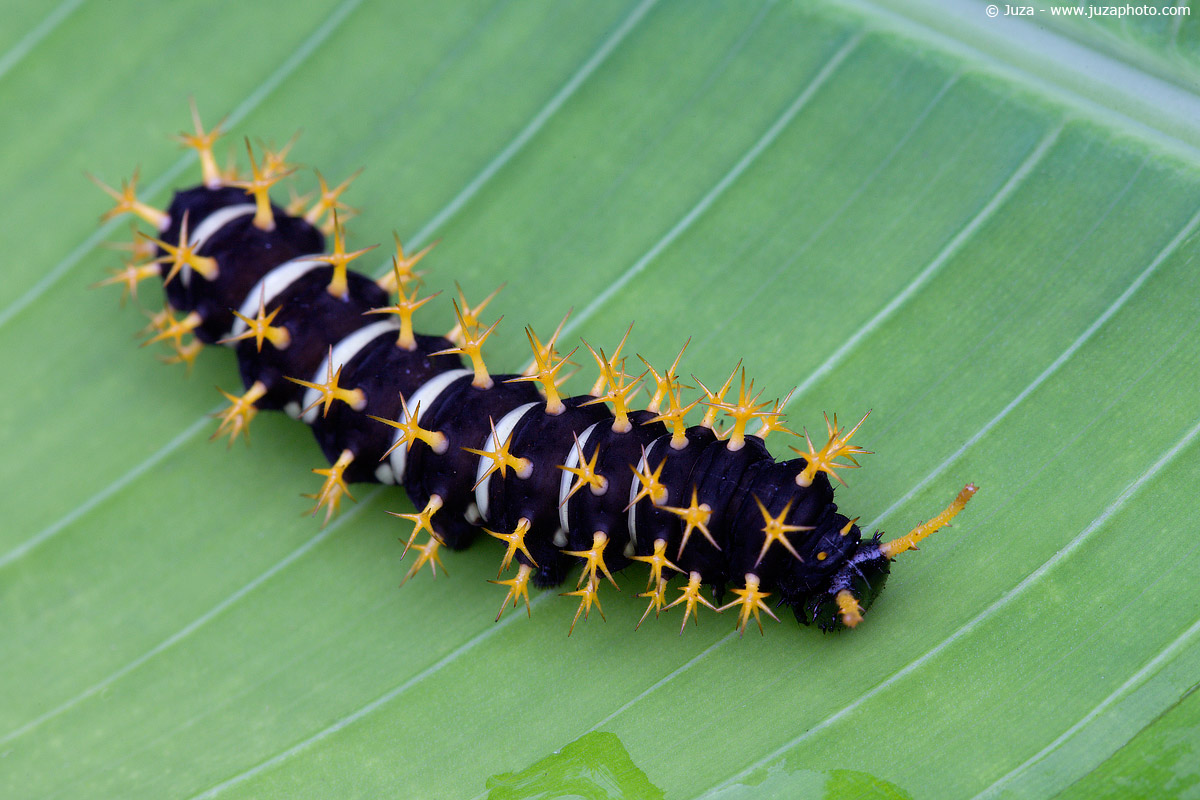 Colobura annulata, 008768