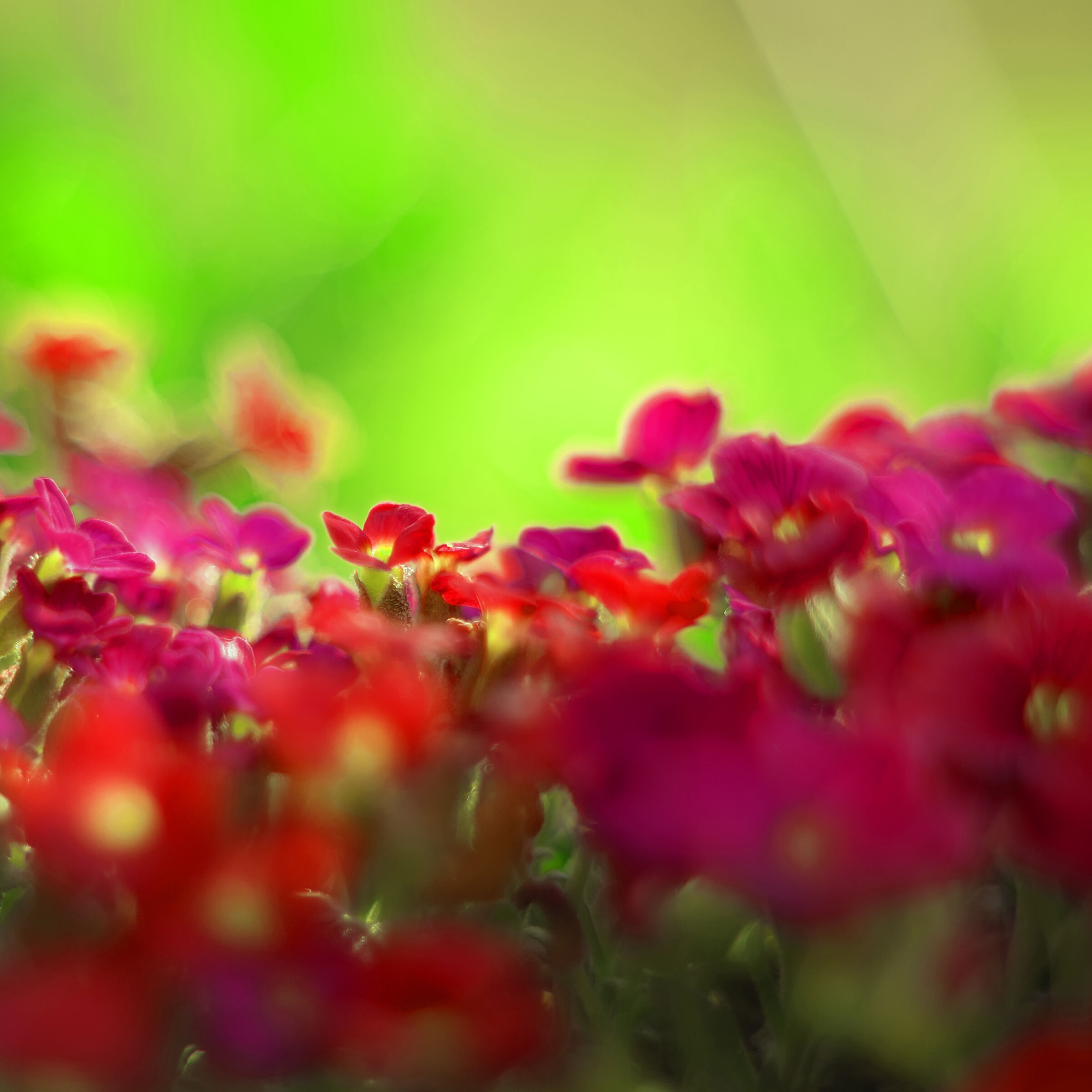 Primavera Impressioni