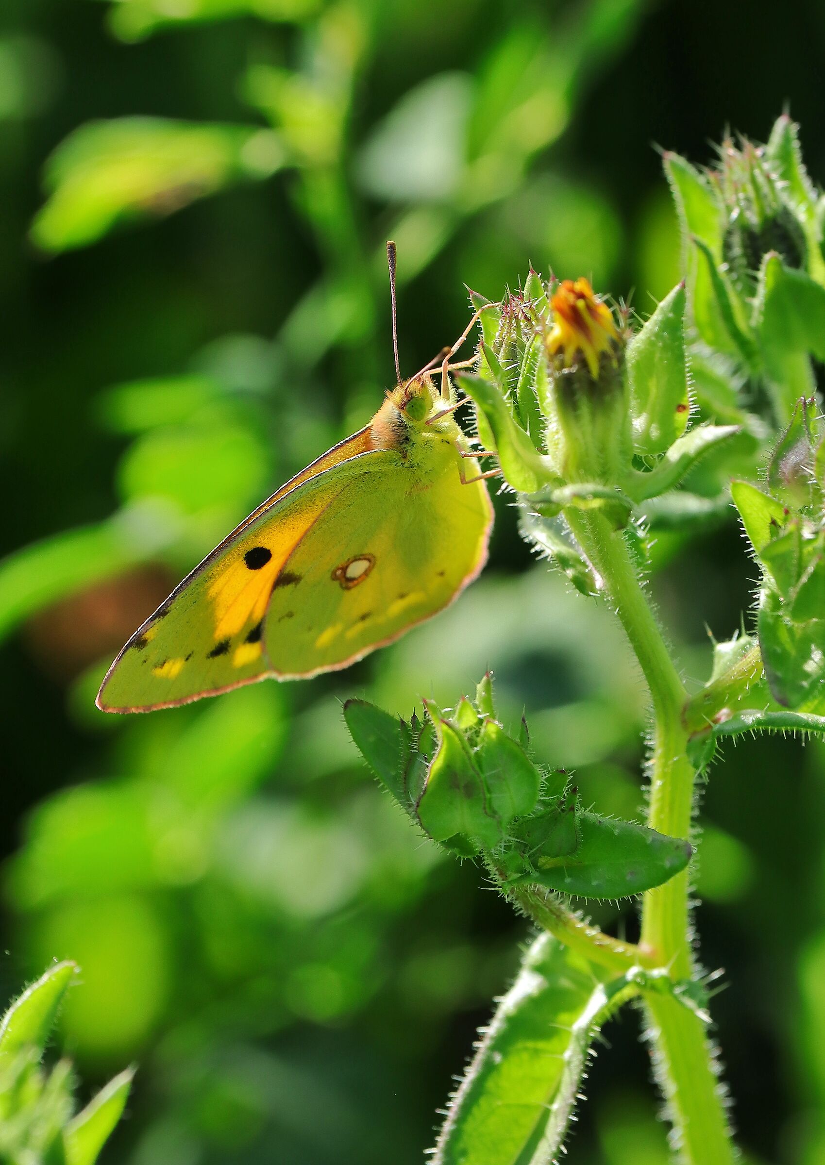 Red-tailed Colias
