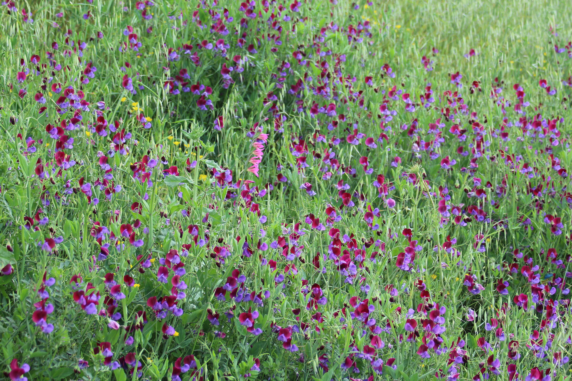 @ 70, Canon 70 300 DO IS USM