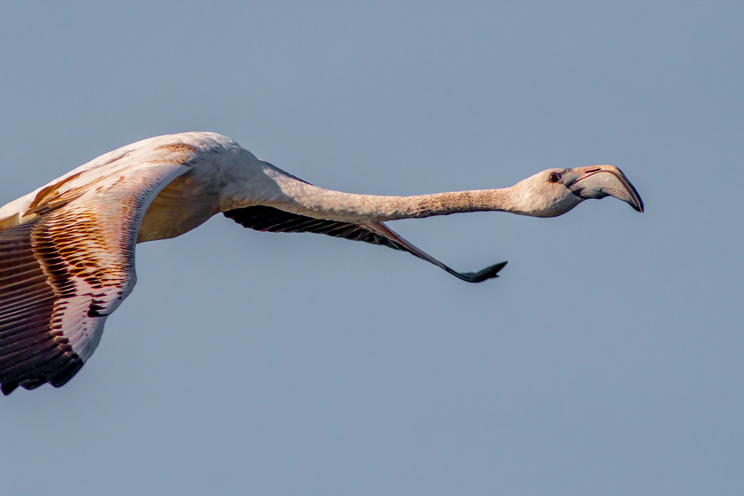 Scusi per Molentargius?.."in fondo a destra"