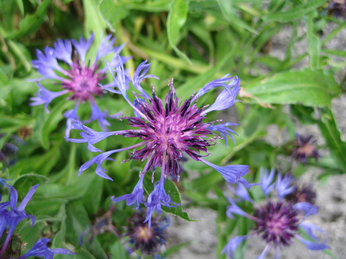 flower on the side of a road at ground weapon '