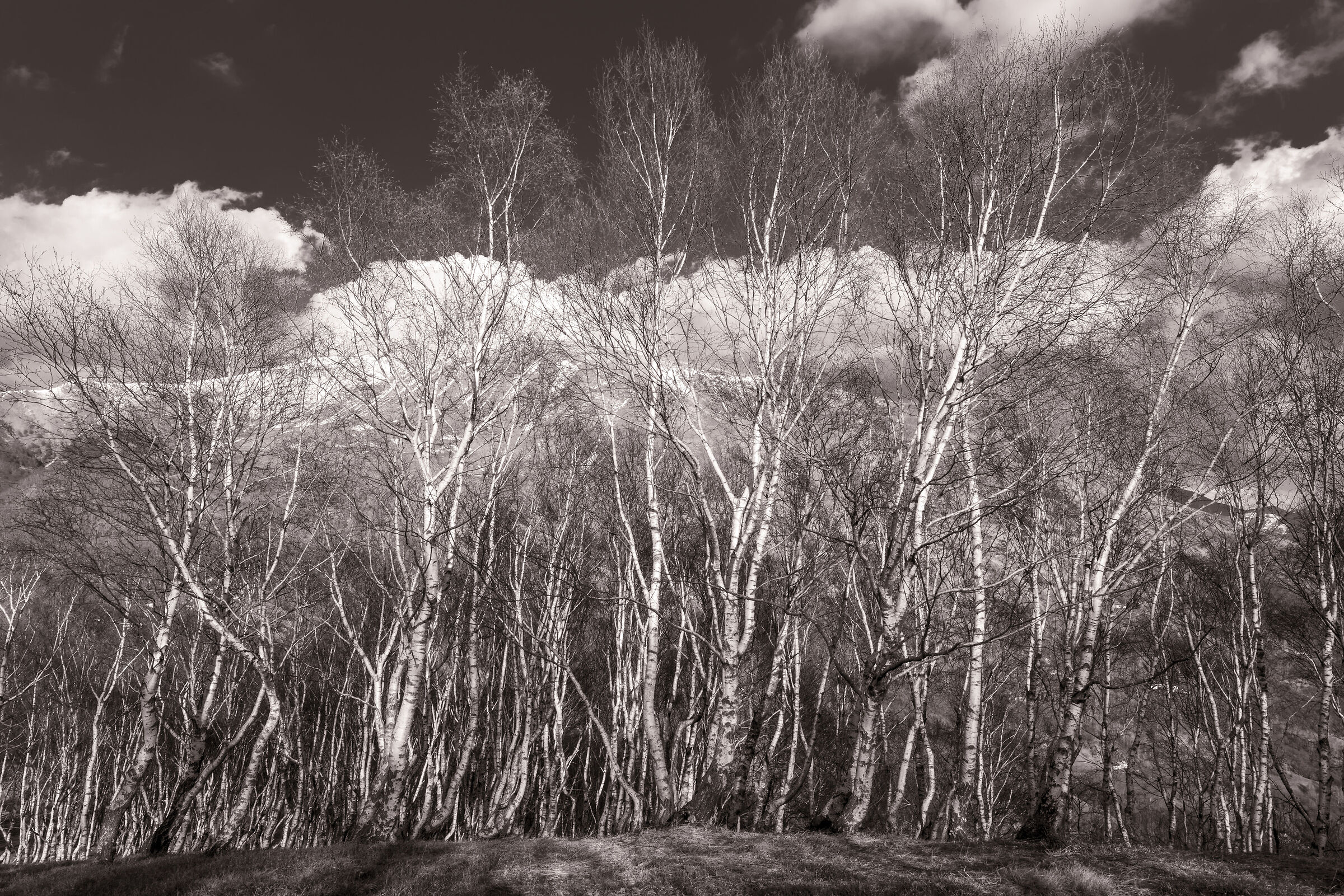 Betulle davanti alla montagna