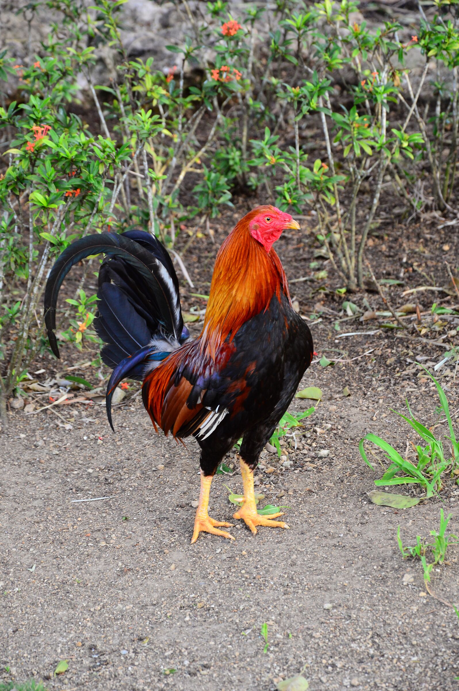 Gallo