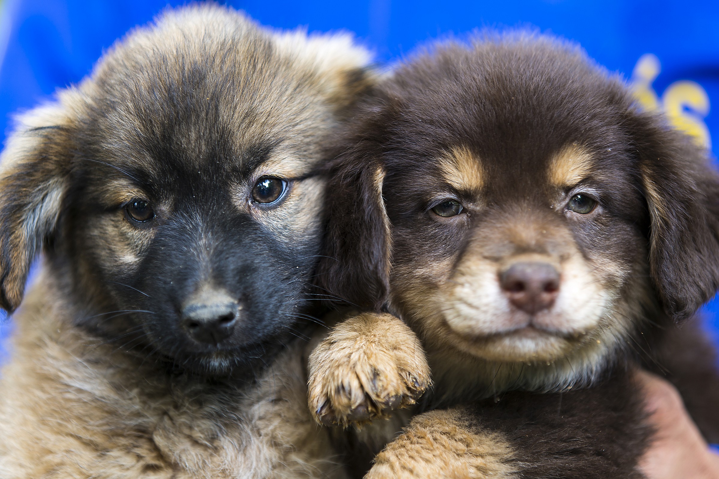 Swabs in Buenos Aires