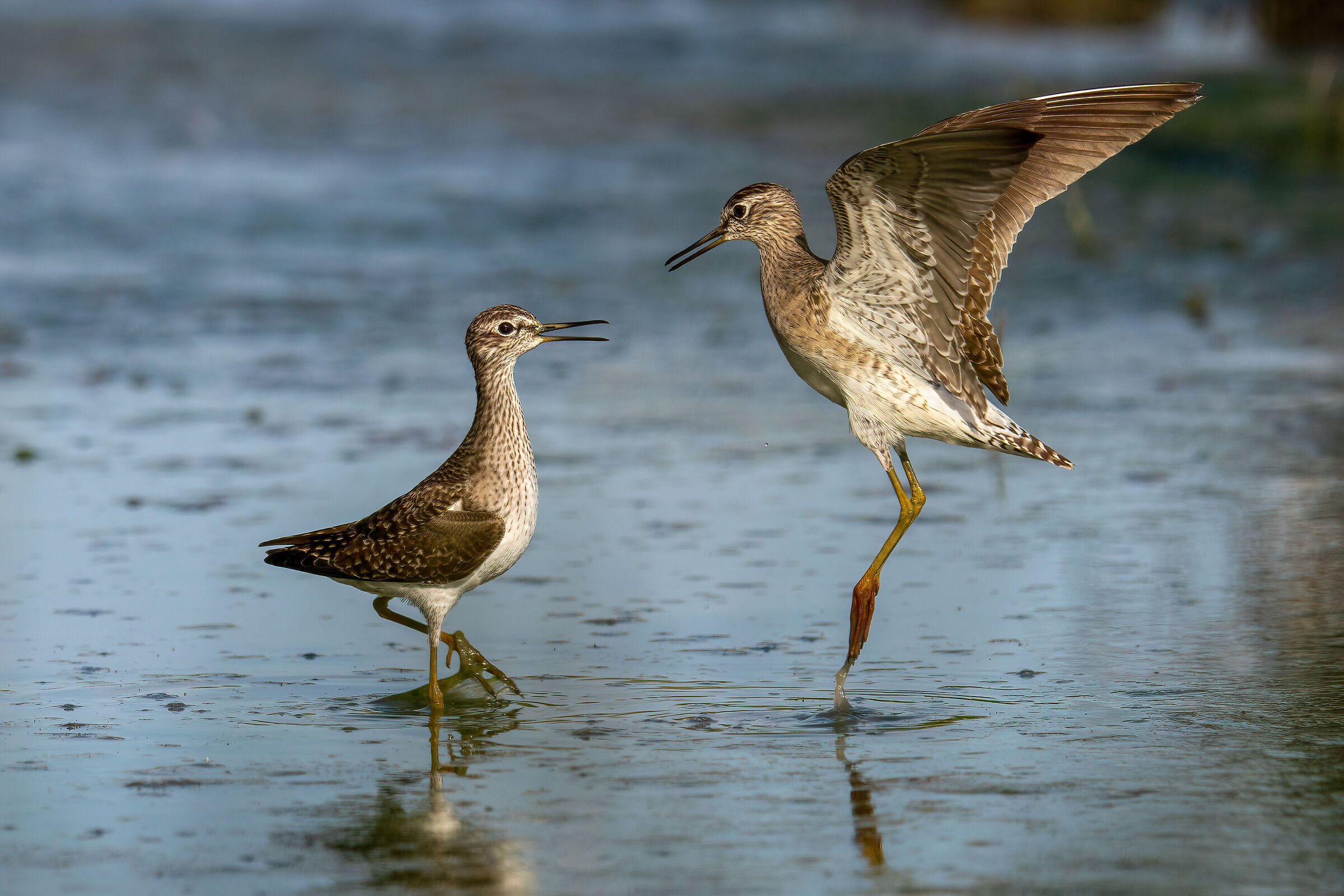 Scaramucce di piro piro