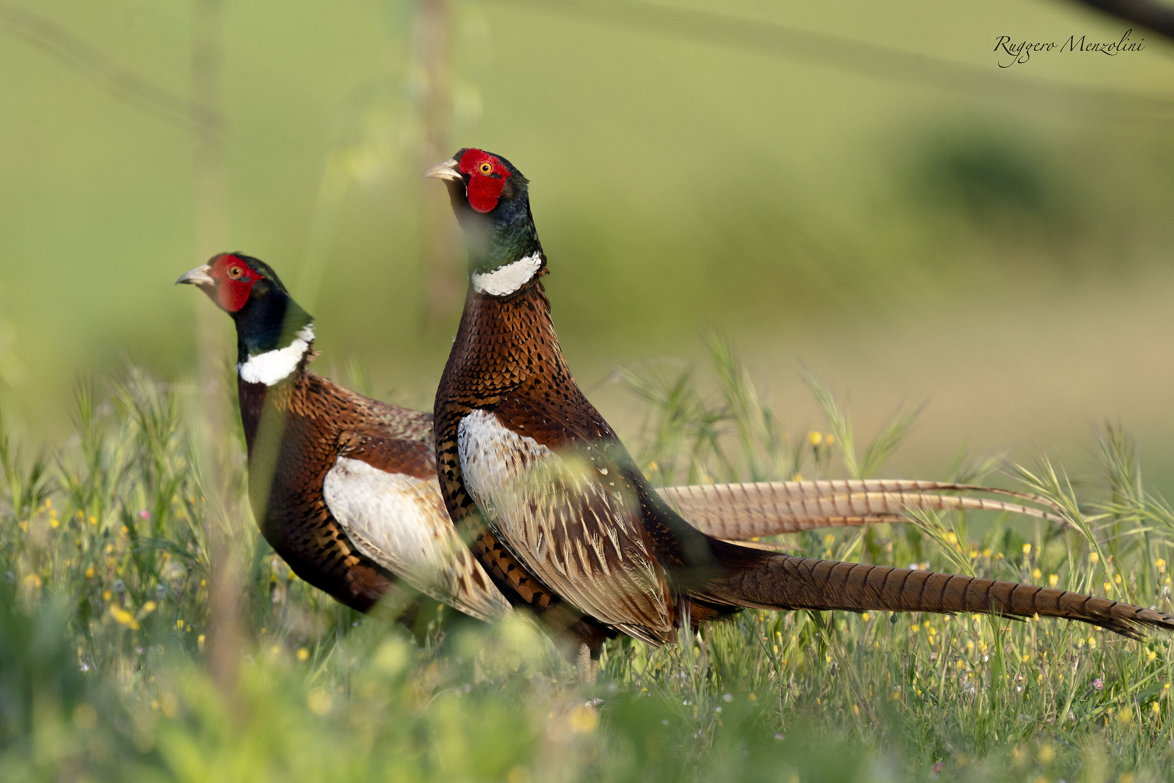 pheasants