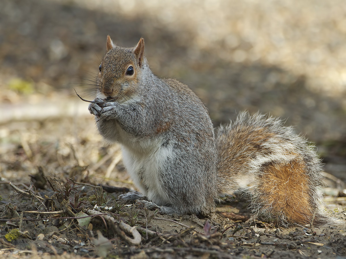 squirrel 2