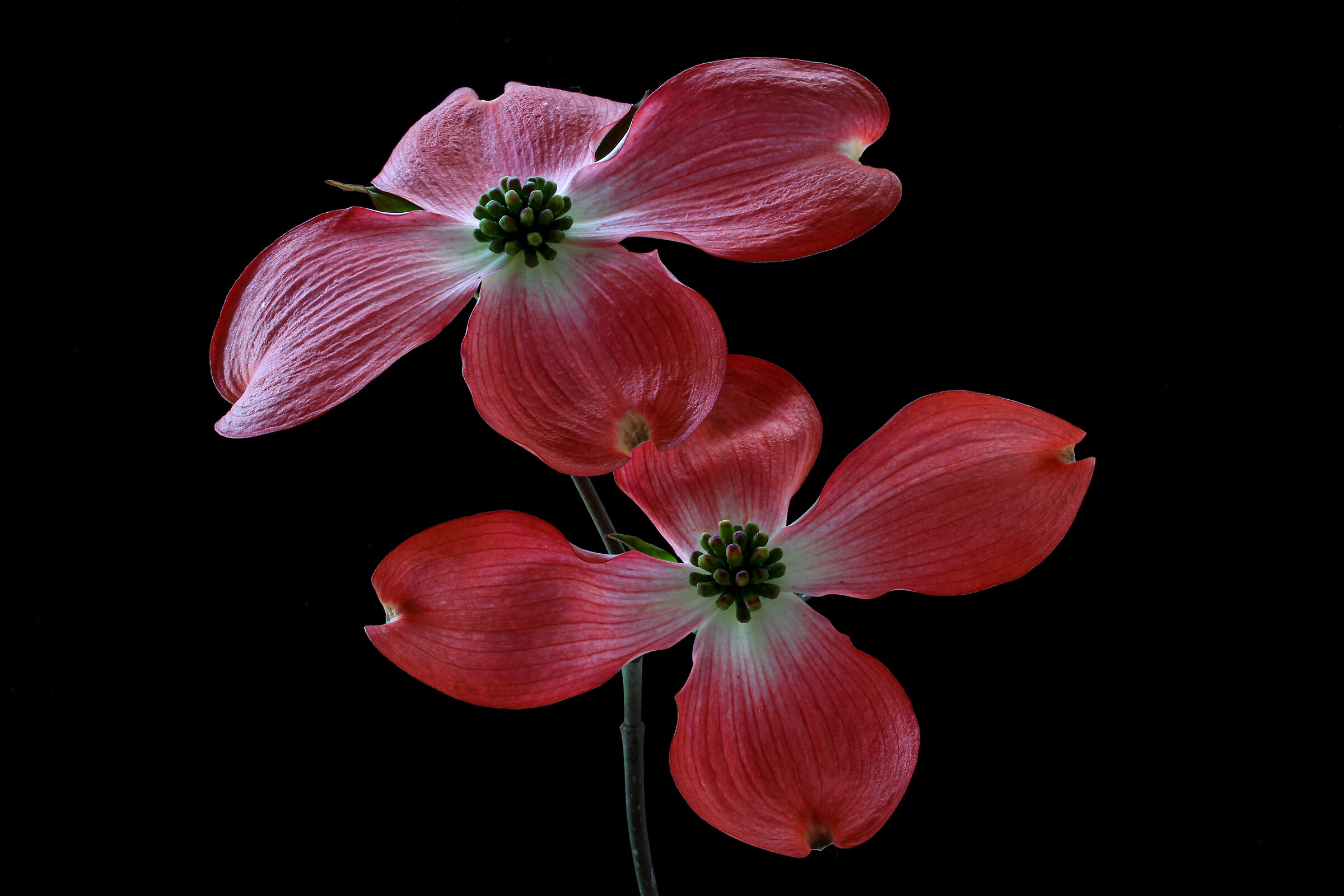 the flowers of the corniolo