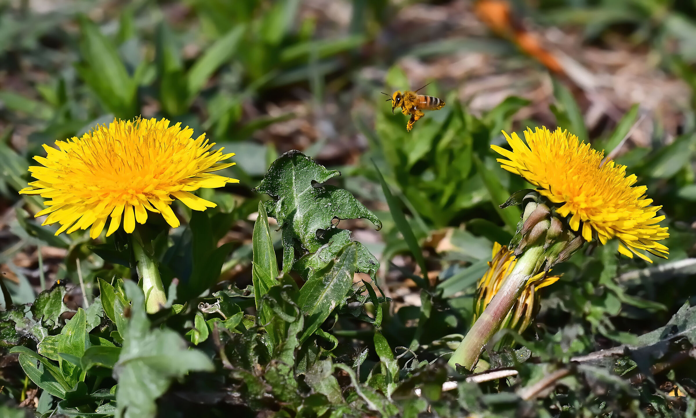 Bee in flight