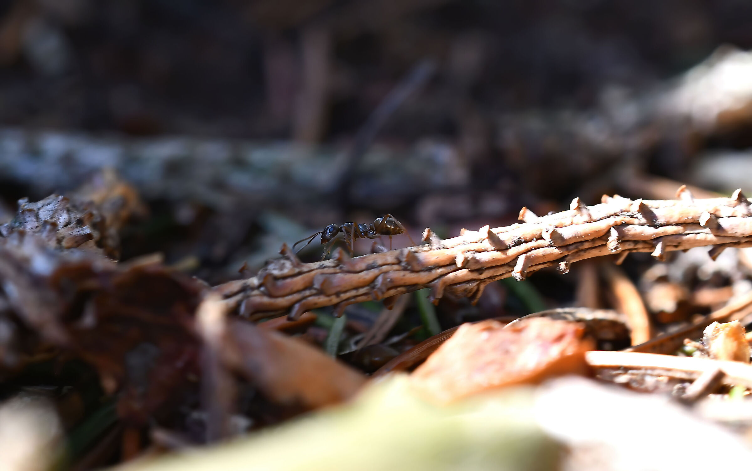 ant
