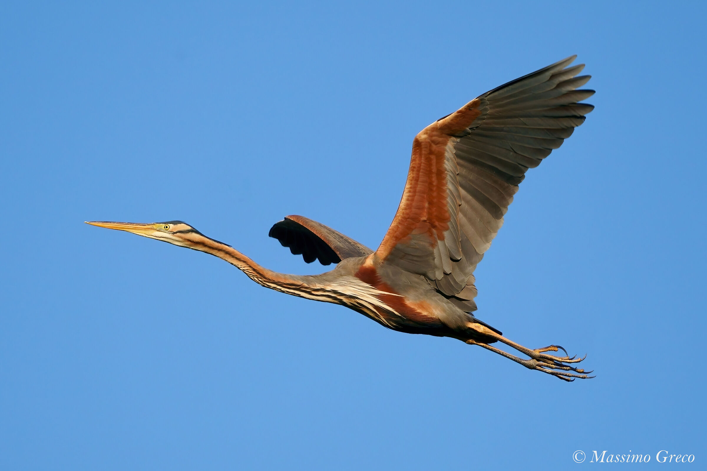 Red Heron (Ardea purpurea)